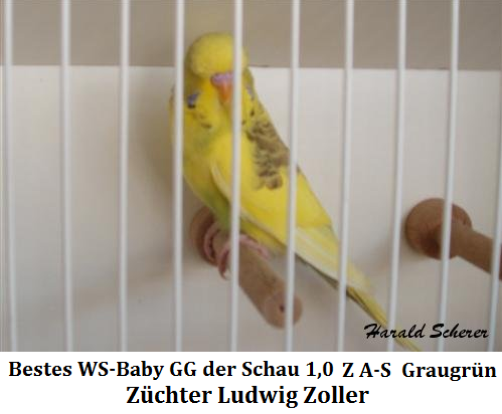 14. Jungvogel 004.png